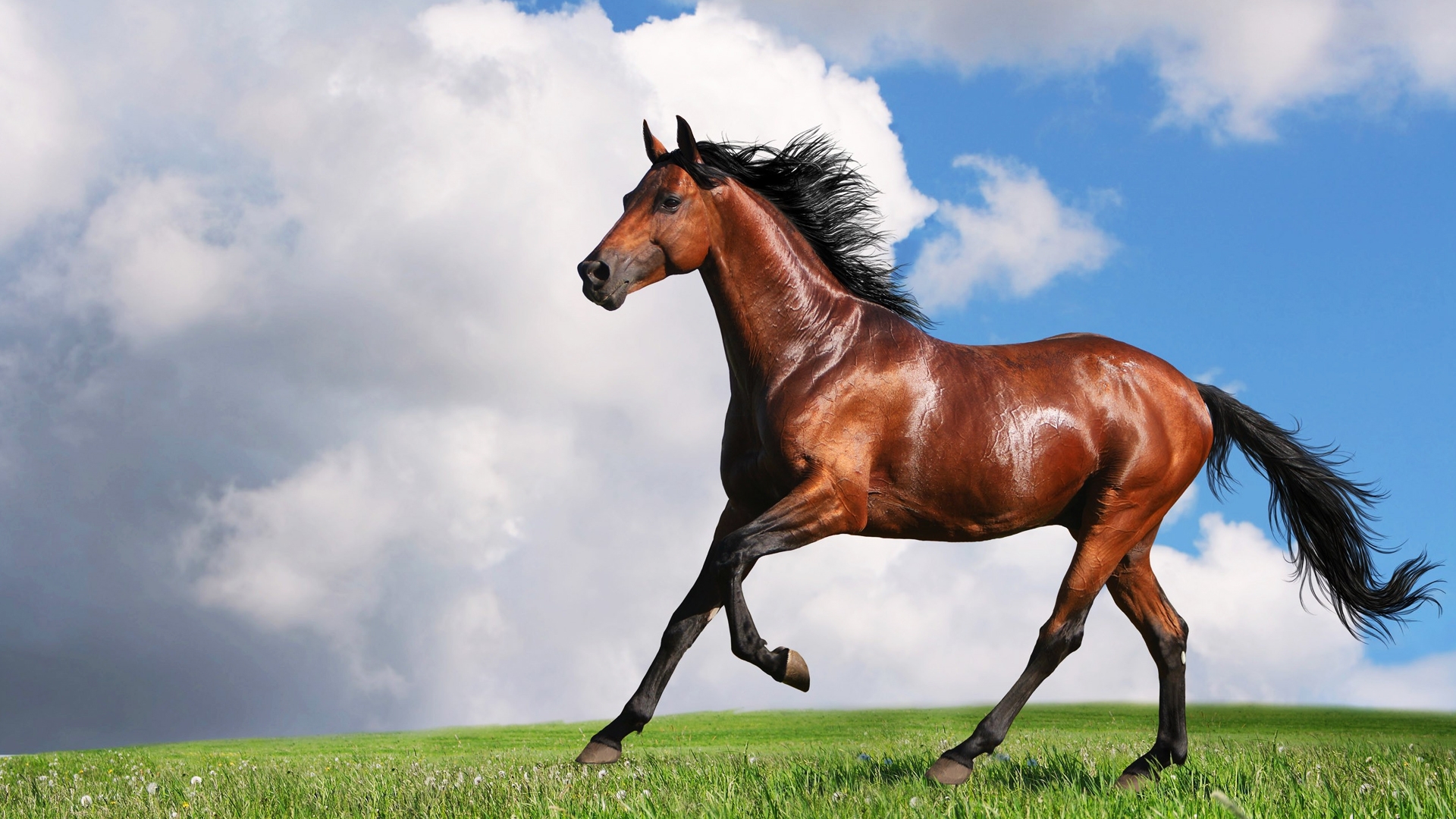 Horses and Zebras photo 