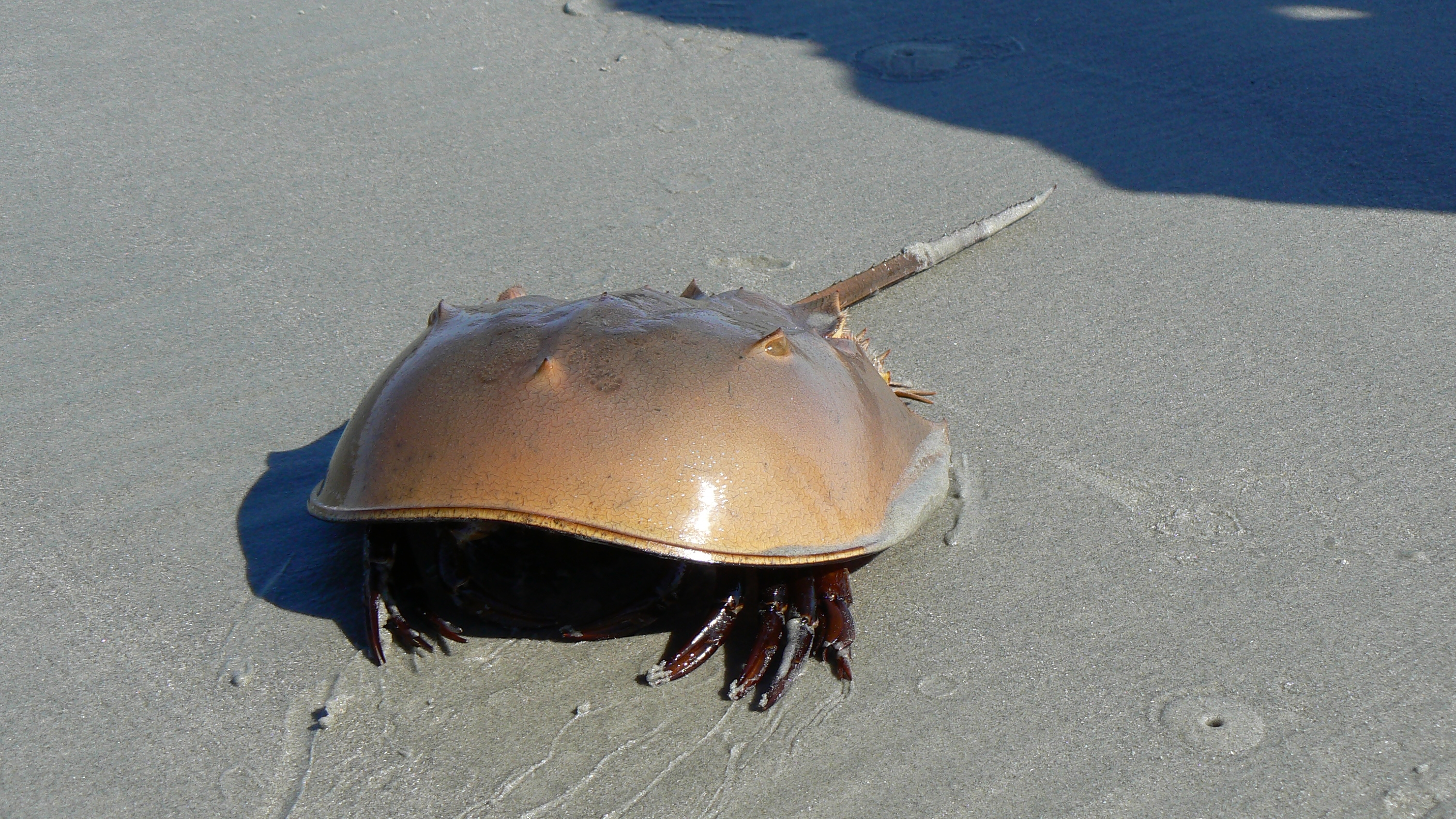 Cool Horseshoe crab