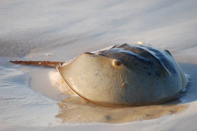 Pretty Horseshoe crab