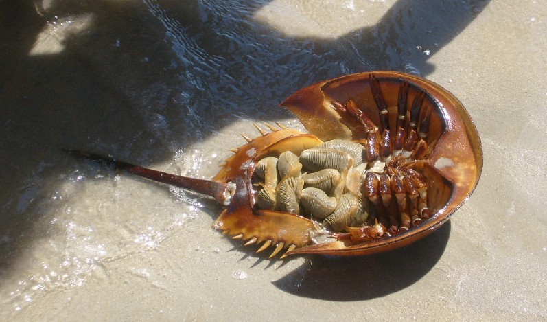 Cute Horseshoe crab
