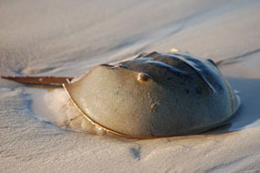 Wallpaper Horseshoe crab