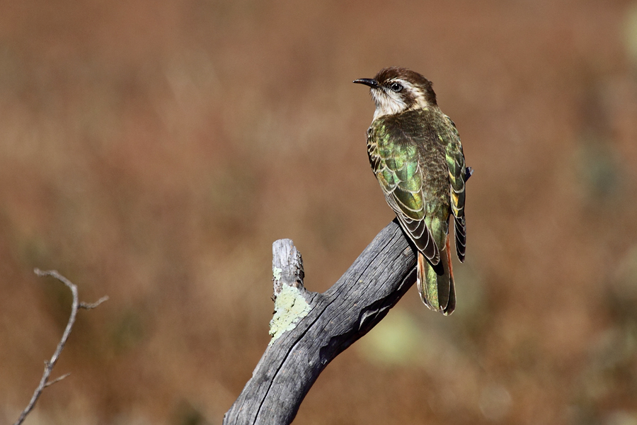 Horsfield’s bronze-cuckoo