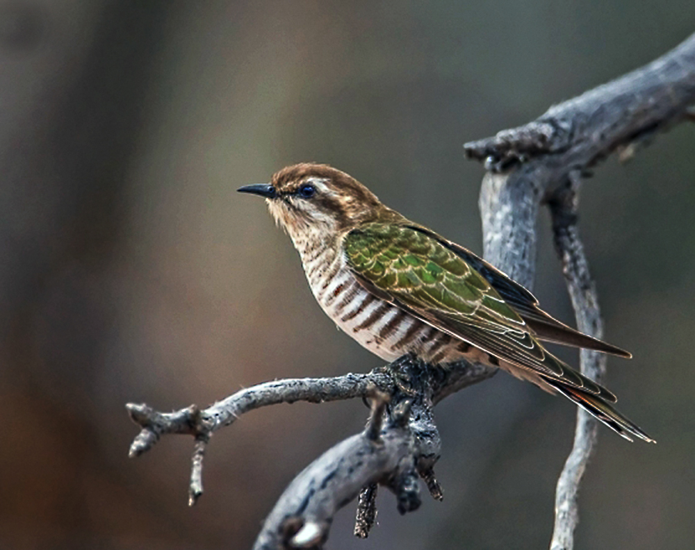 Pretty Horsfield’s bronze-cuckoo