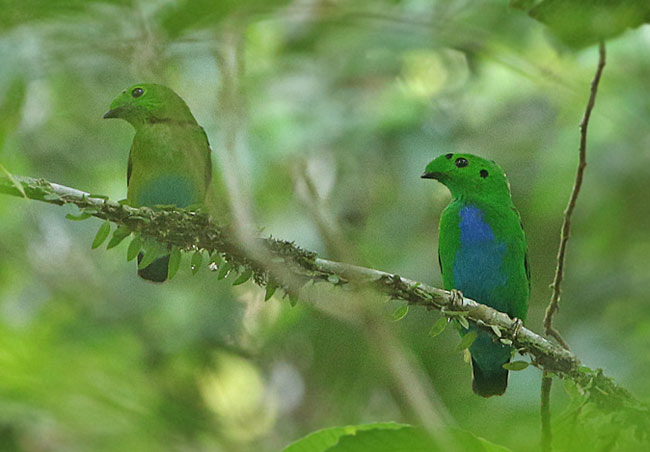 Hose’s broadbill