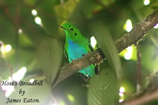 Pretty Hose’s broadbill