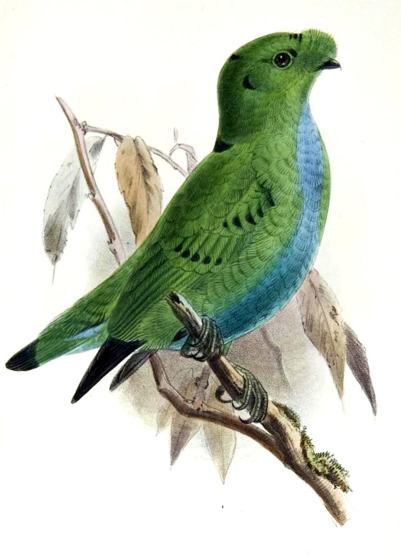 Pretty Hose’s broadbill
