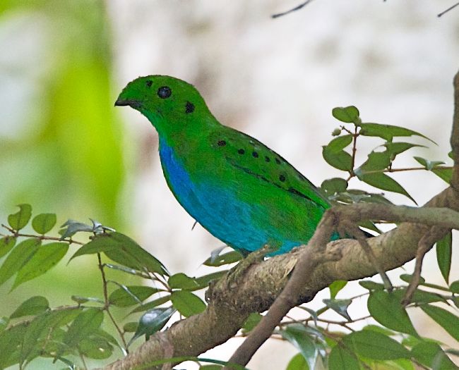 Pretty Hose’s broadbill