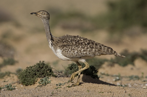 Houbara bustard