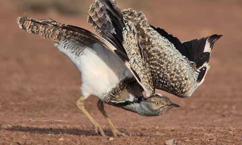 Pretty Houbara bustard