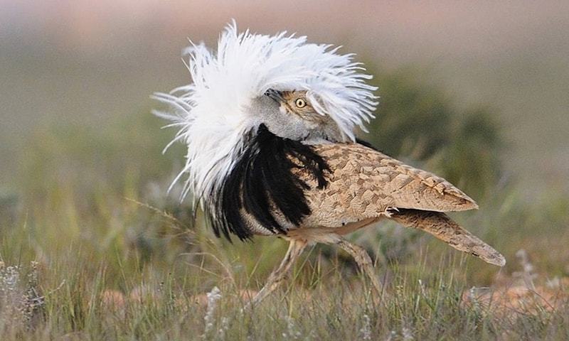 Pretty Houbara bustard