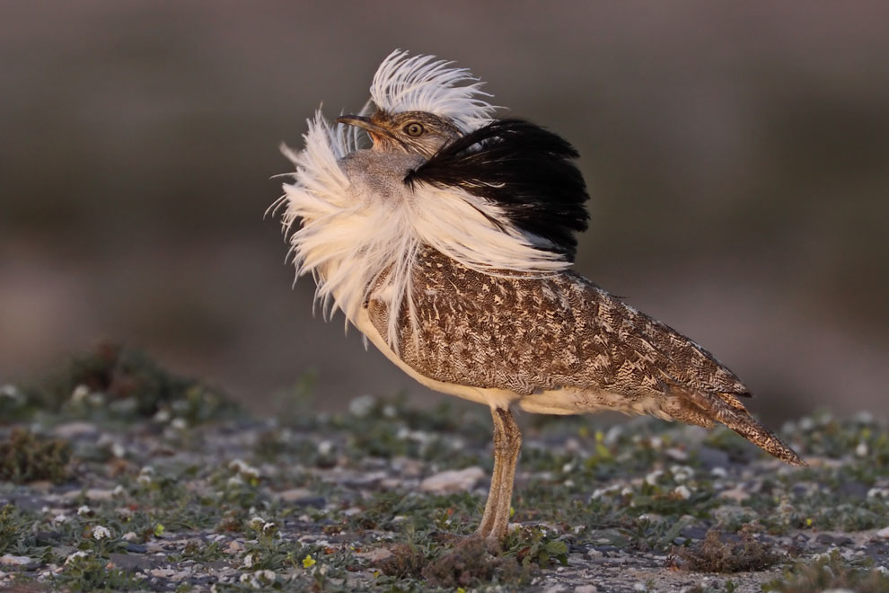 Pretty Houbara bustard