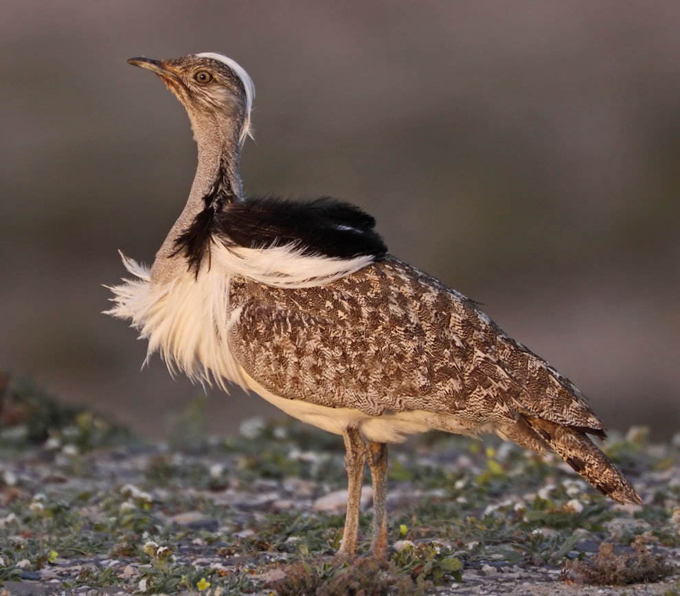 Pretty Houbara bustard