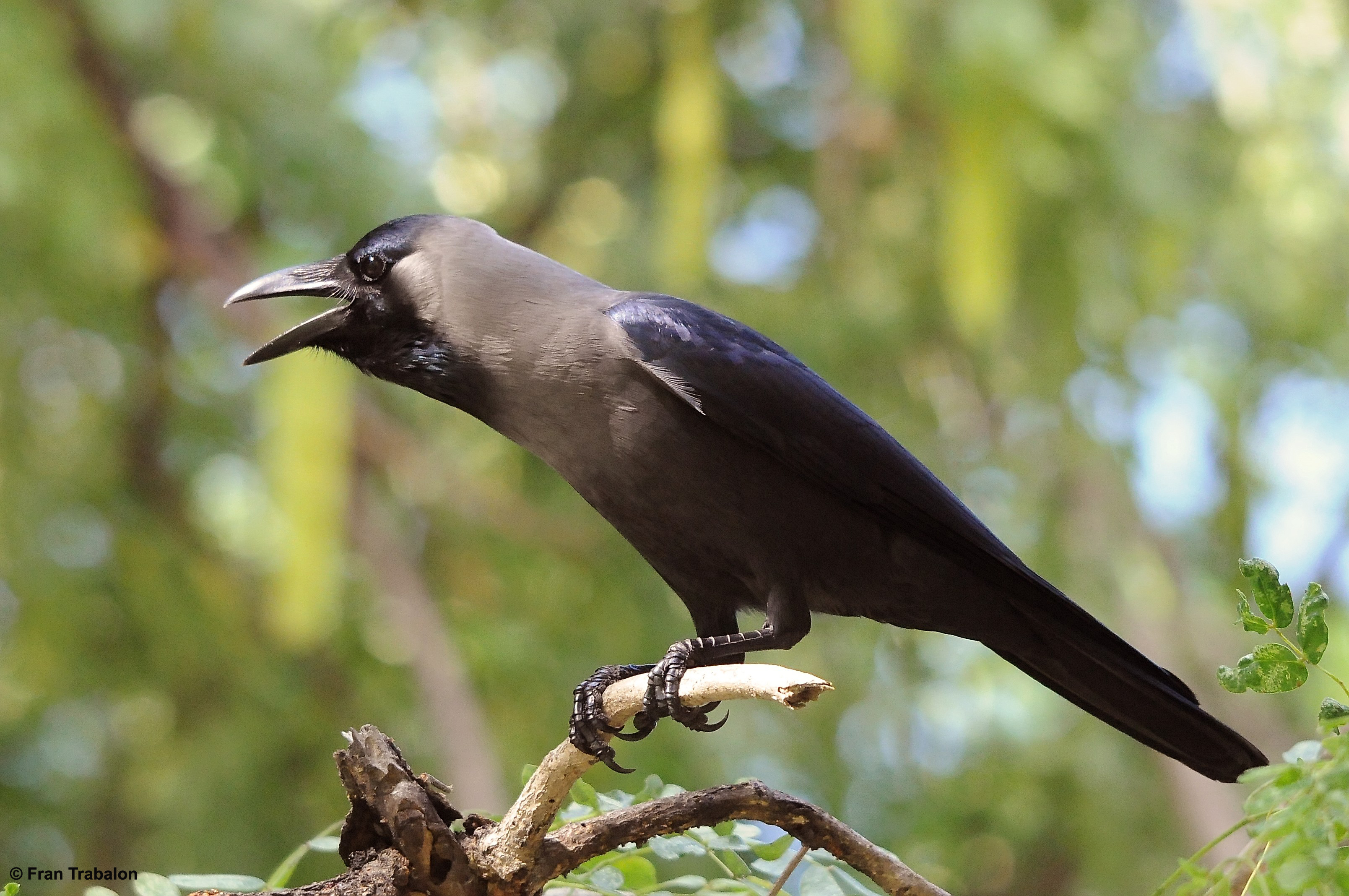 House crow