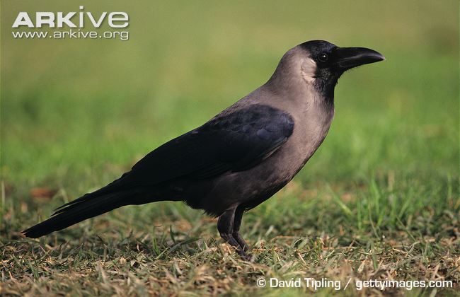 Pretty House crow