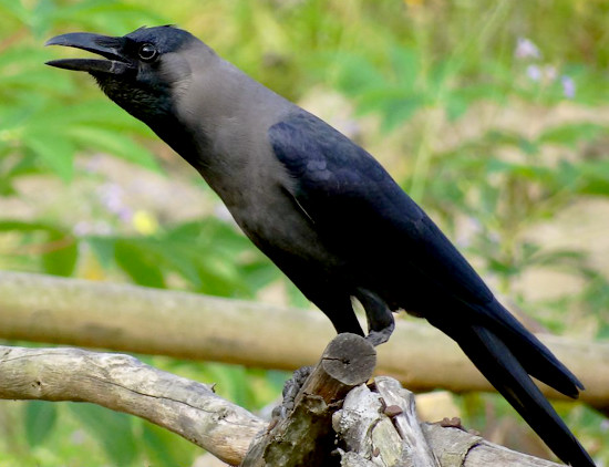 Pretty House crow