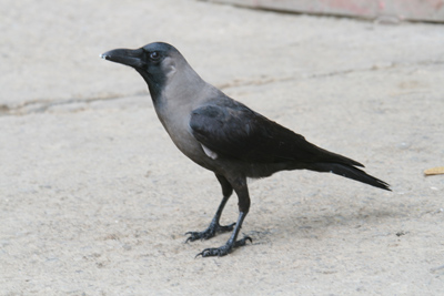 Pretty House crow