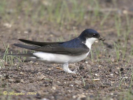House martin