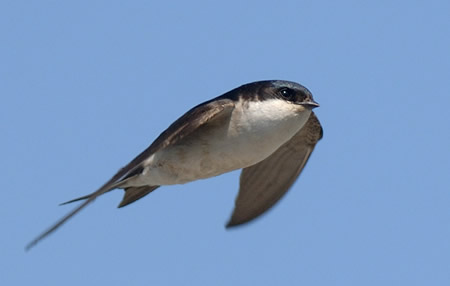 Pretty House martin