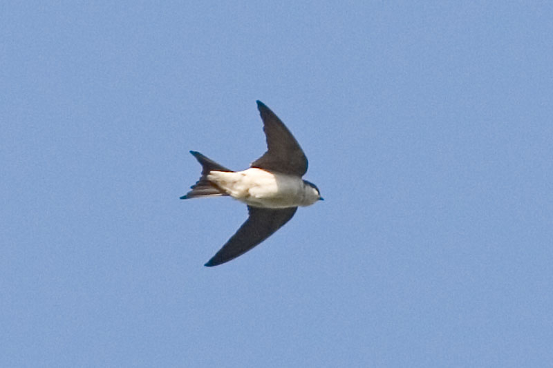 Pretty House martin