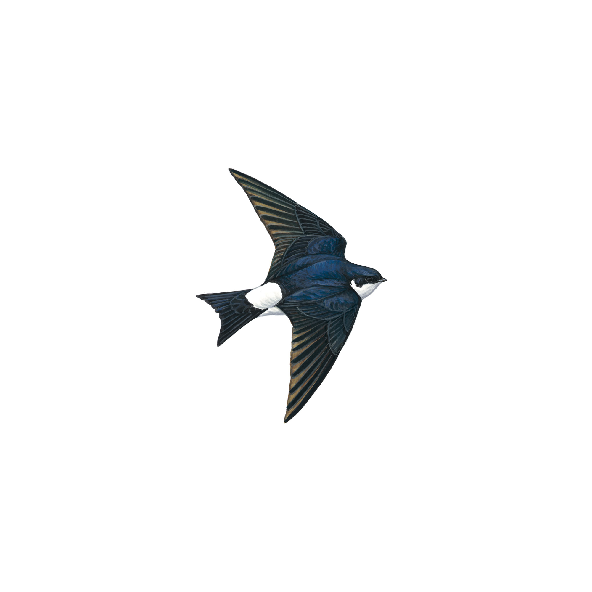 Pretty House martin