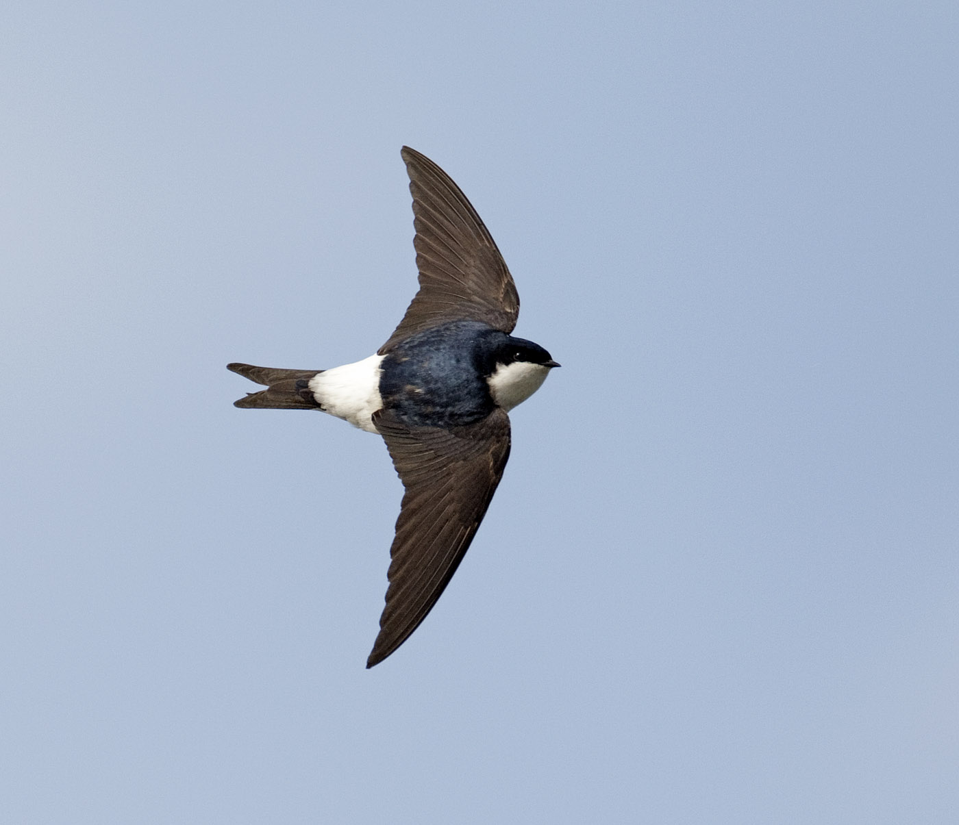 Pretty House martin