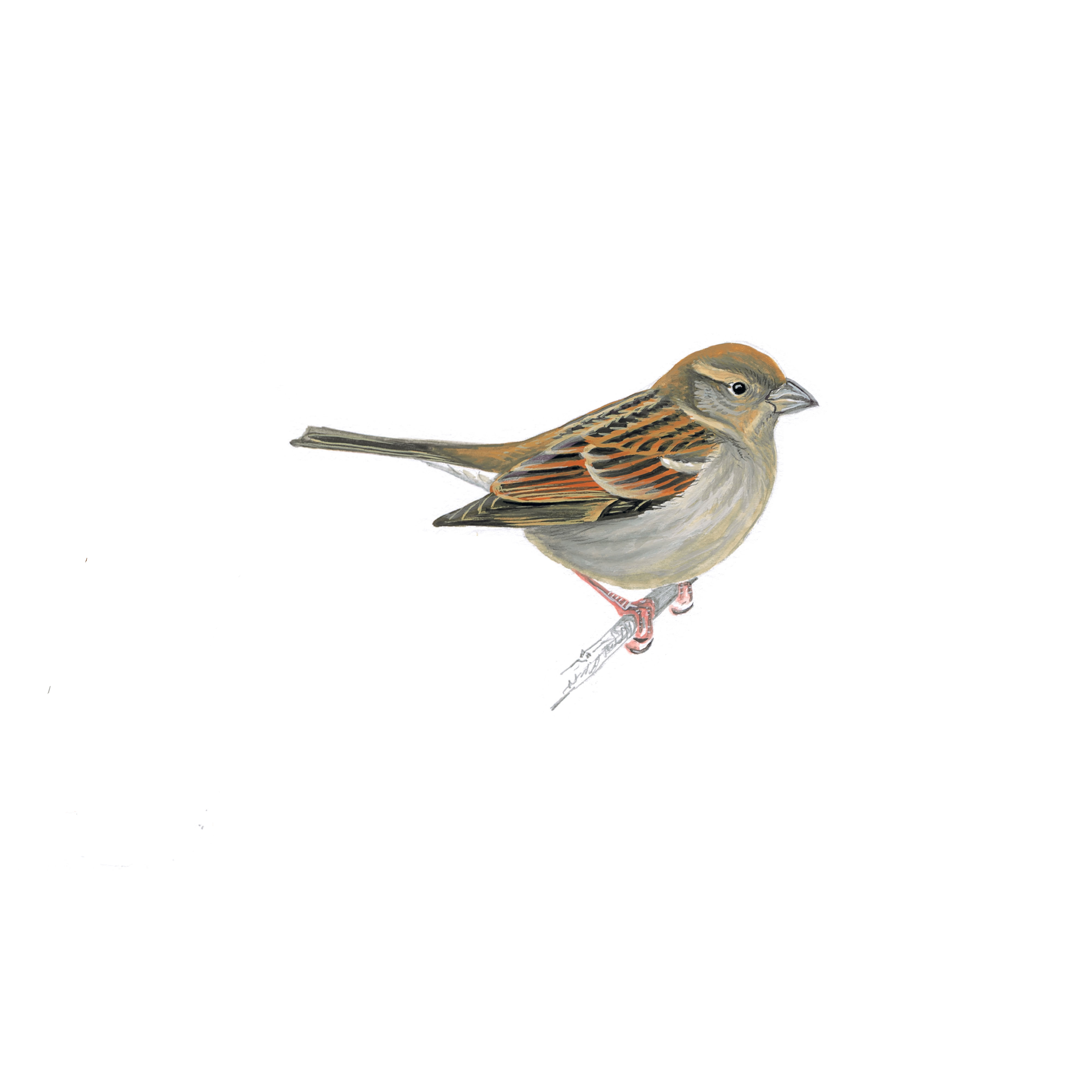 Pretty House sparrow