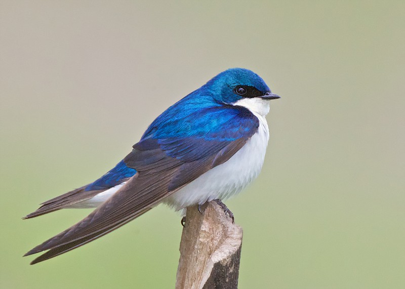 Pretty House swallow