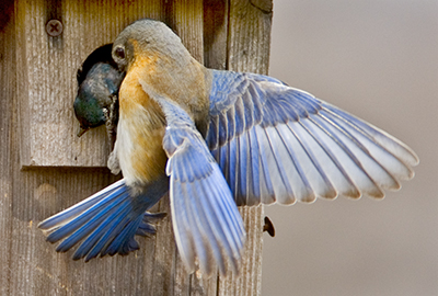 Pretty House swallow