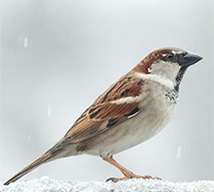 Pretty House swallow