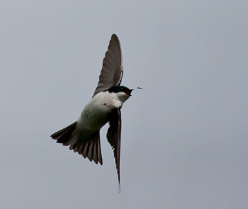 Pretty House swallow