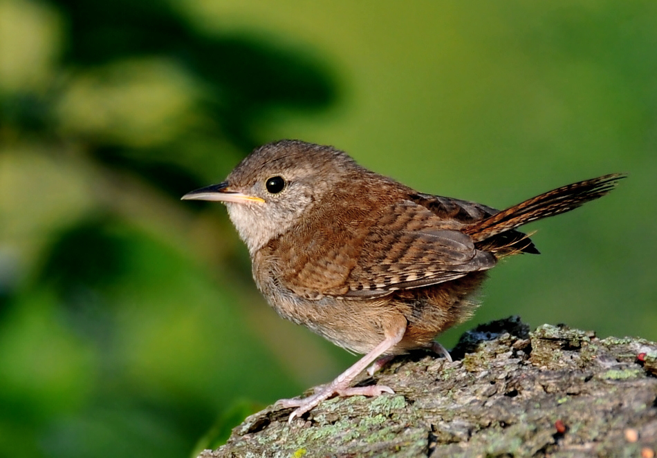 House wren