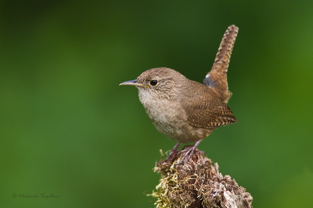 Pretty House wren