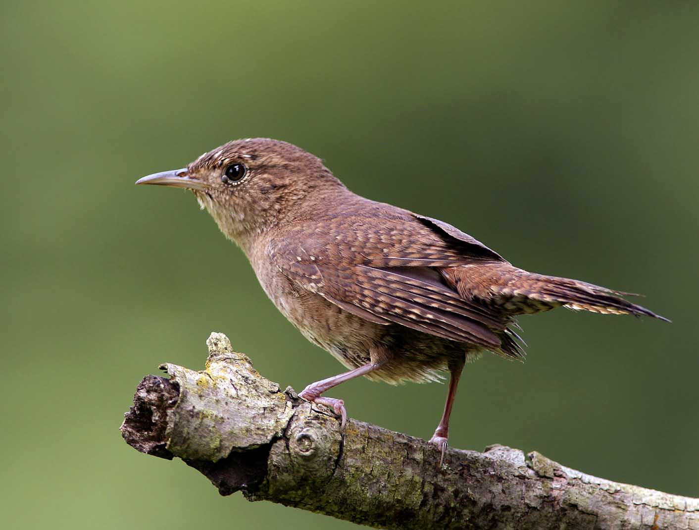 Pretty House wren