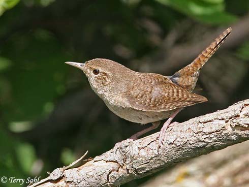 Pretty House wren