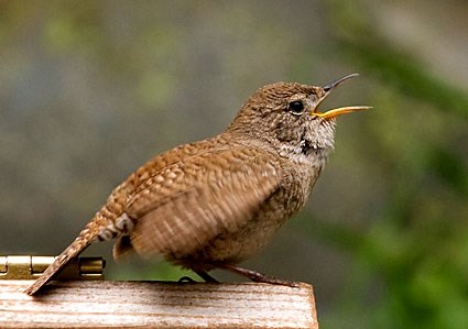 Pretty House wren