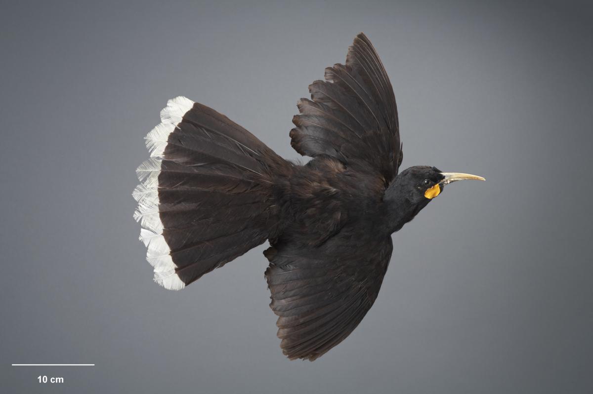 Huia