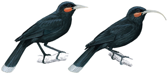 Pretty Huia