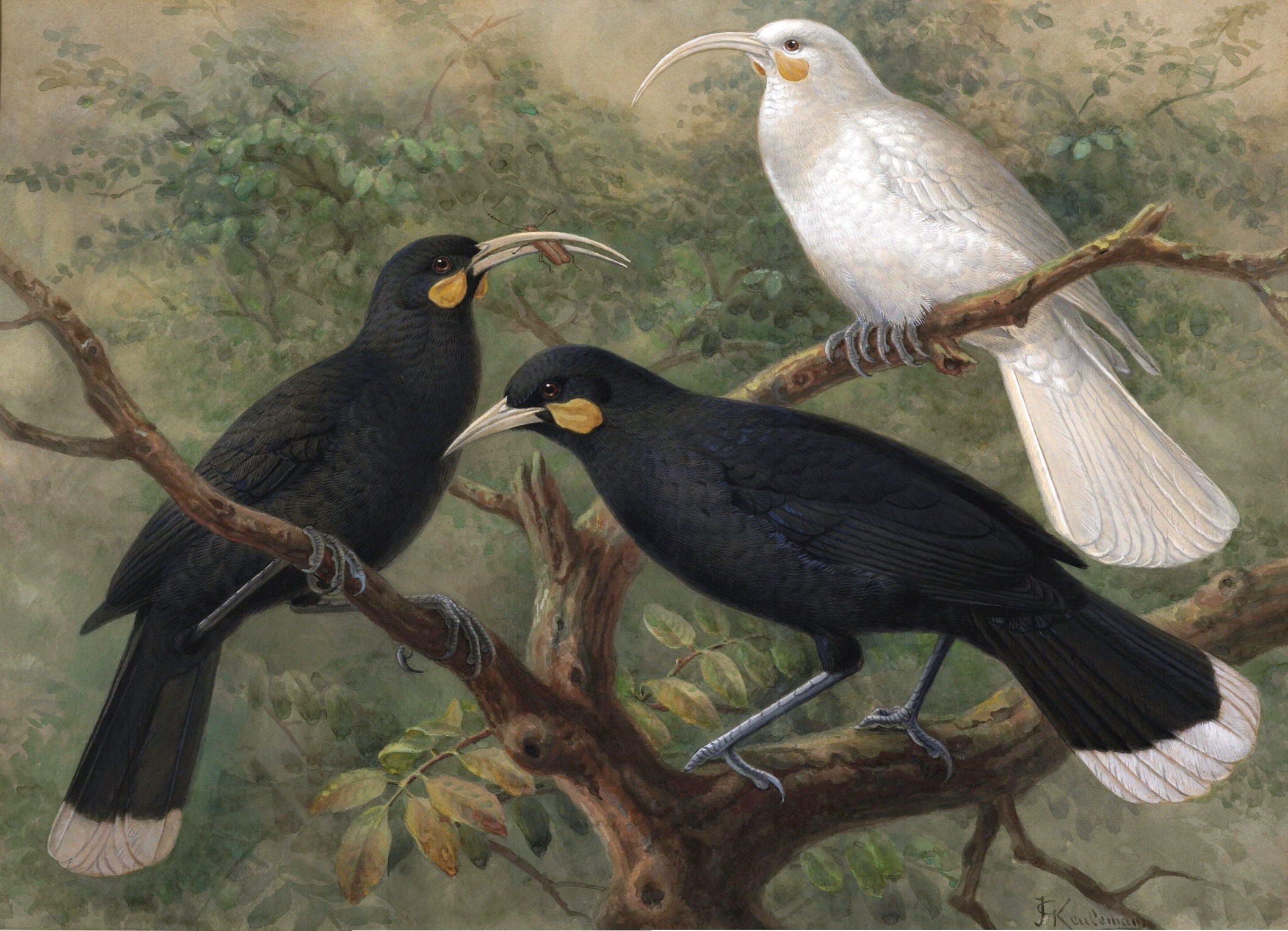 Pretty Huia