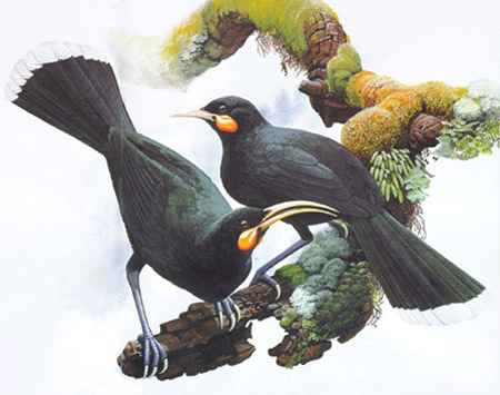 Pretty Huia