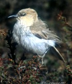 Pretty Hume’s ground-jay