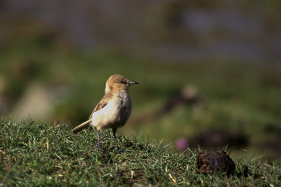 Pretty Hume’s ground-jay