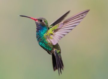 Hummingbird