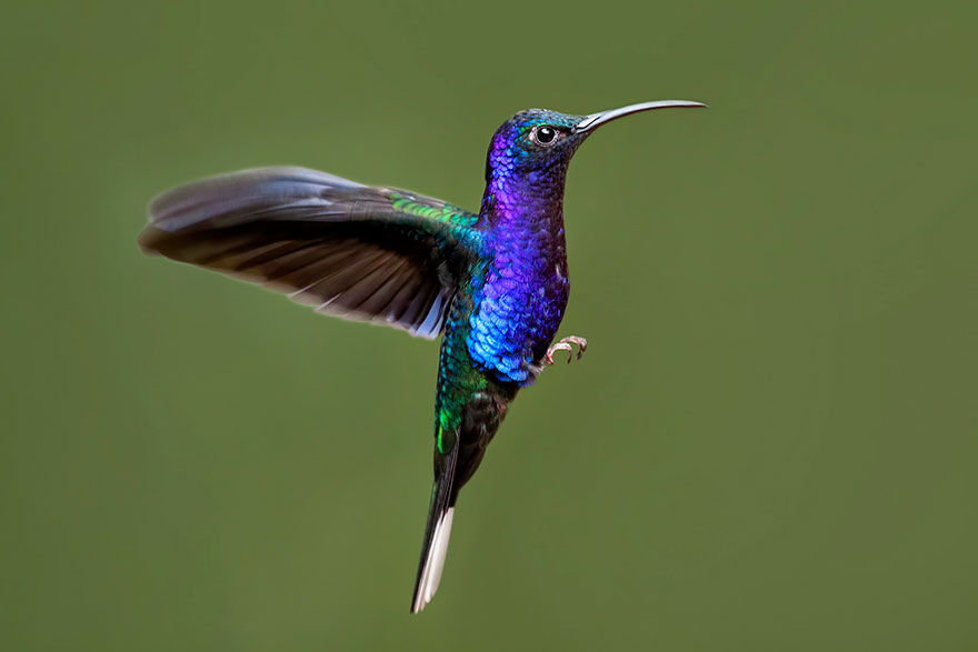 Wallpaper Hummingbird