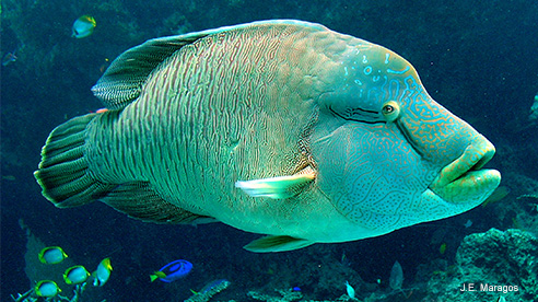 Pretty Humphead wrasse