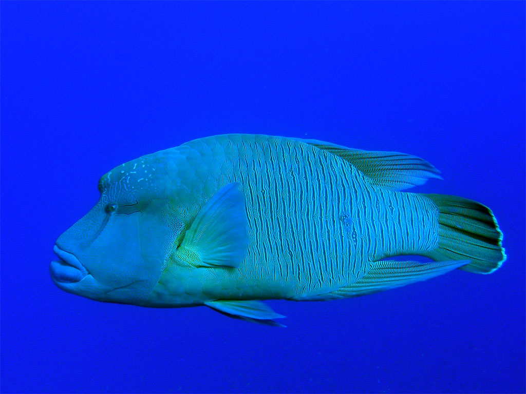 Pretty Humphead wrasse