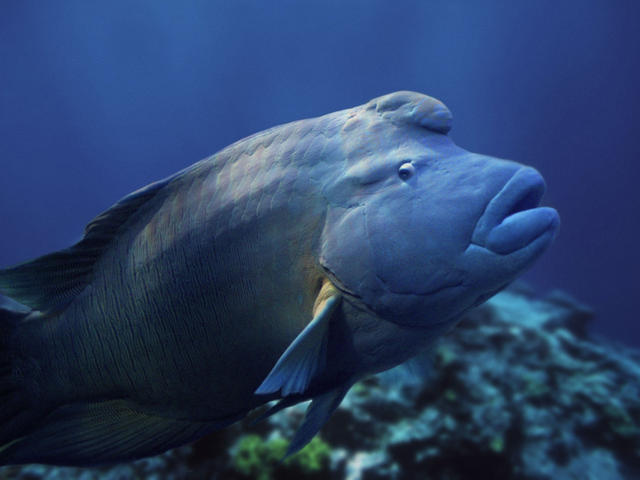 Pretty Humphead wrasse