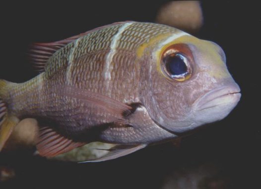 Humpnose big-eye bream