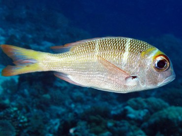 Pretty Humpnose big-eye bream