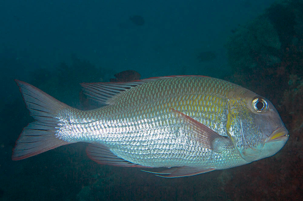 Pretty Humpnose big-eye bream