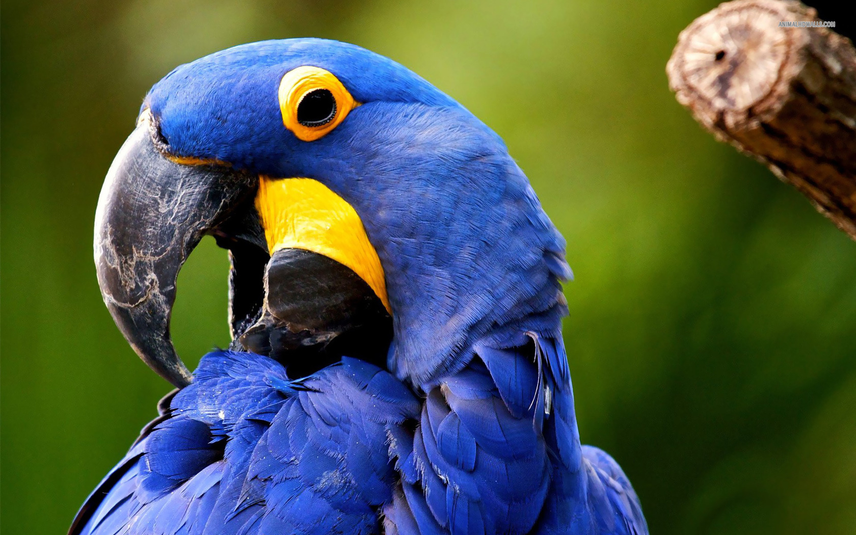 Hyacinth macaw
